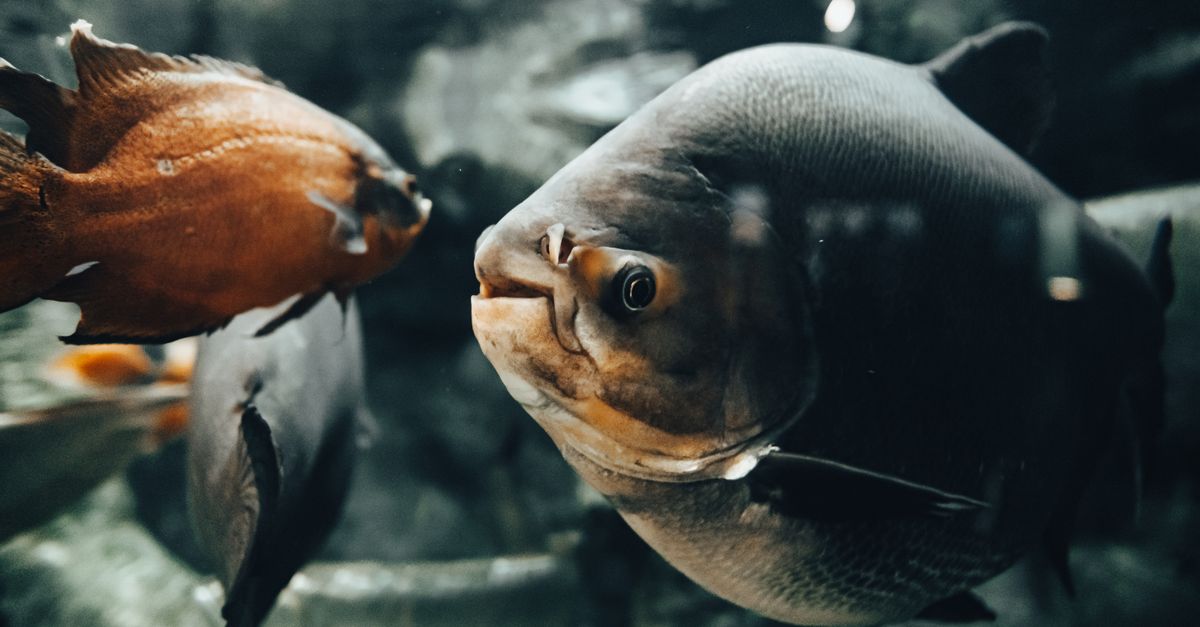Detailed underwater shot of fish swimming in an aquarium tank, showcasing aquatic life.
