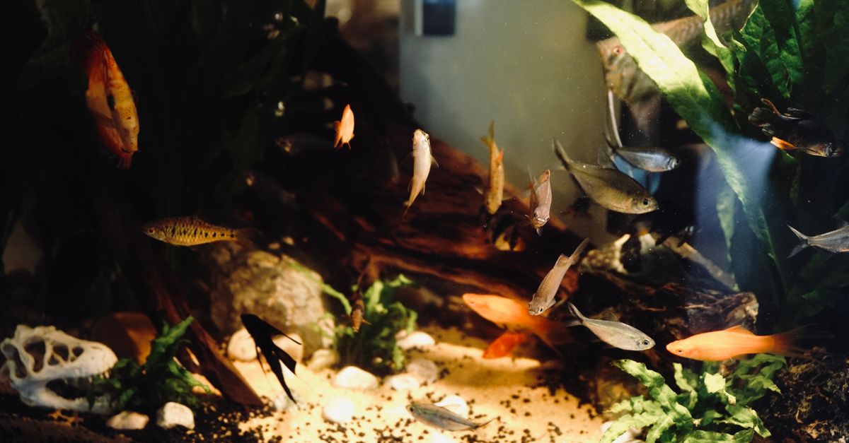 A vibrant display of various fish in a well-decorated aquarium with lush green plants and clear water.