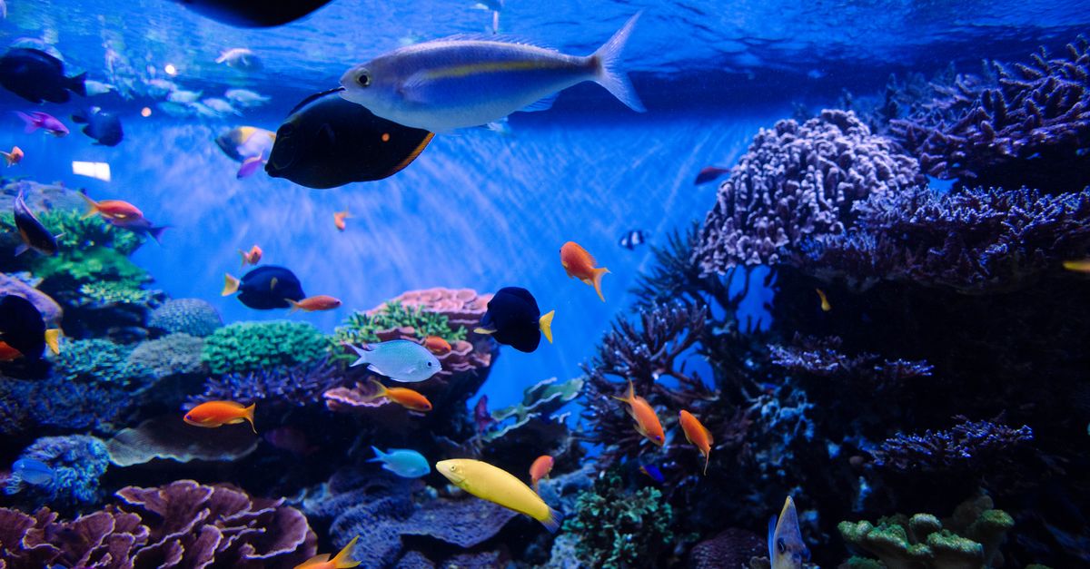 Colorful fish and corals in a vibrant aquarium setting.