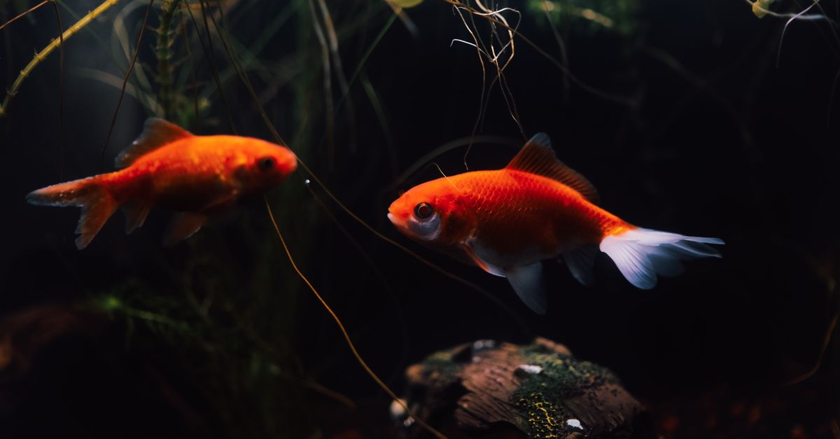 Two bright goldfish swimming gracefully in a richly planted aquarium.