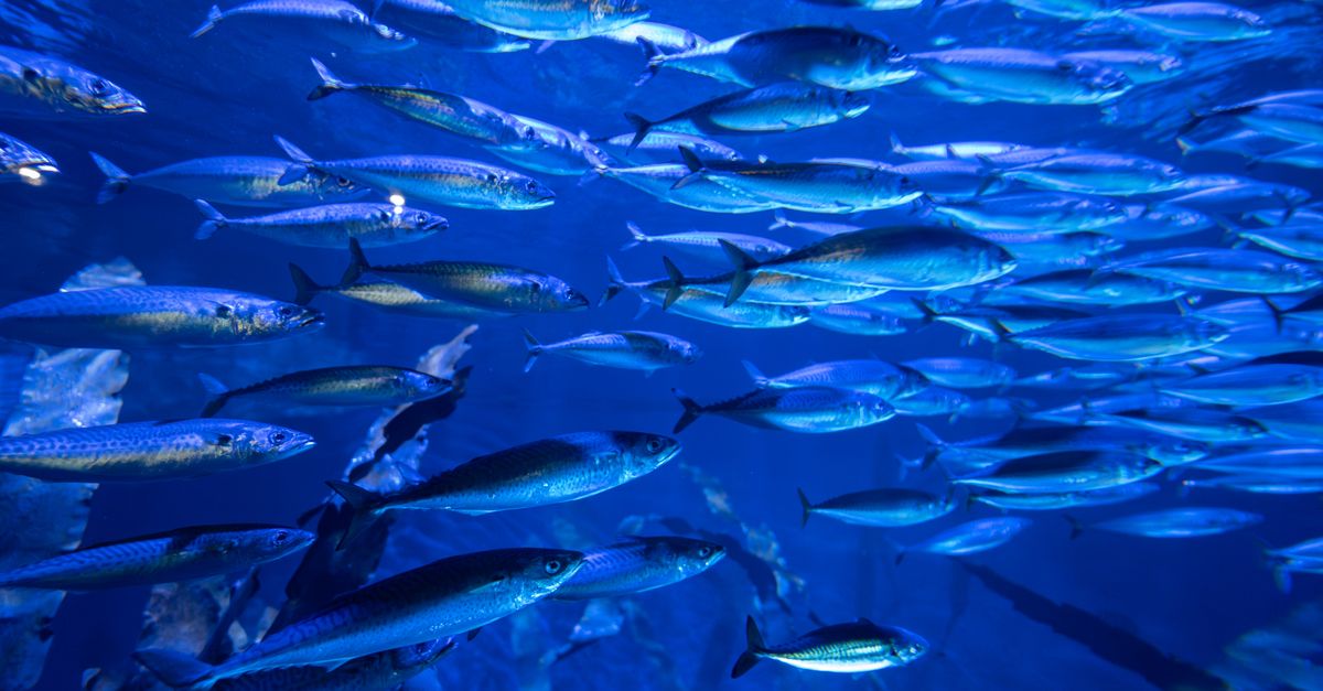 Vibrant underwater scene of a fish school in Valencia aquarium, Spain.