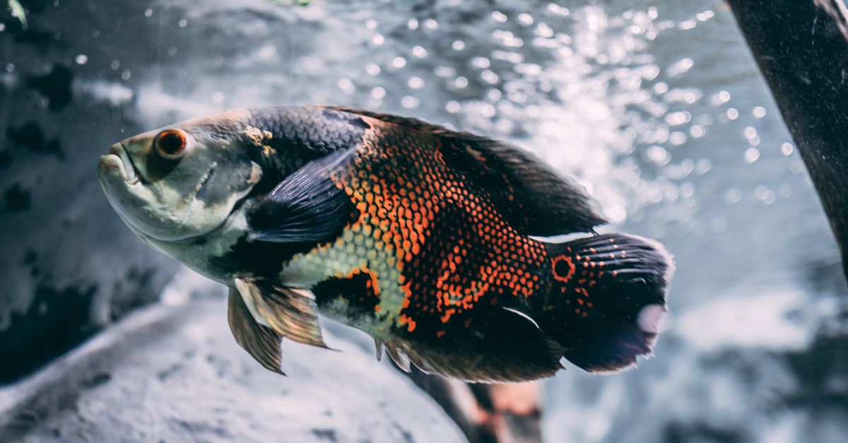 Close-up of a colorful oscar fish swimming gracefully underwater.