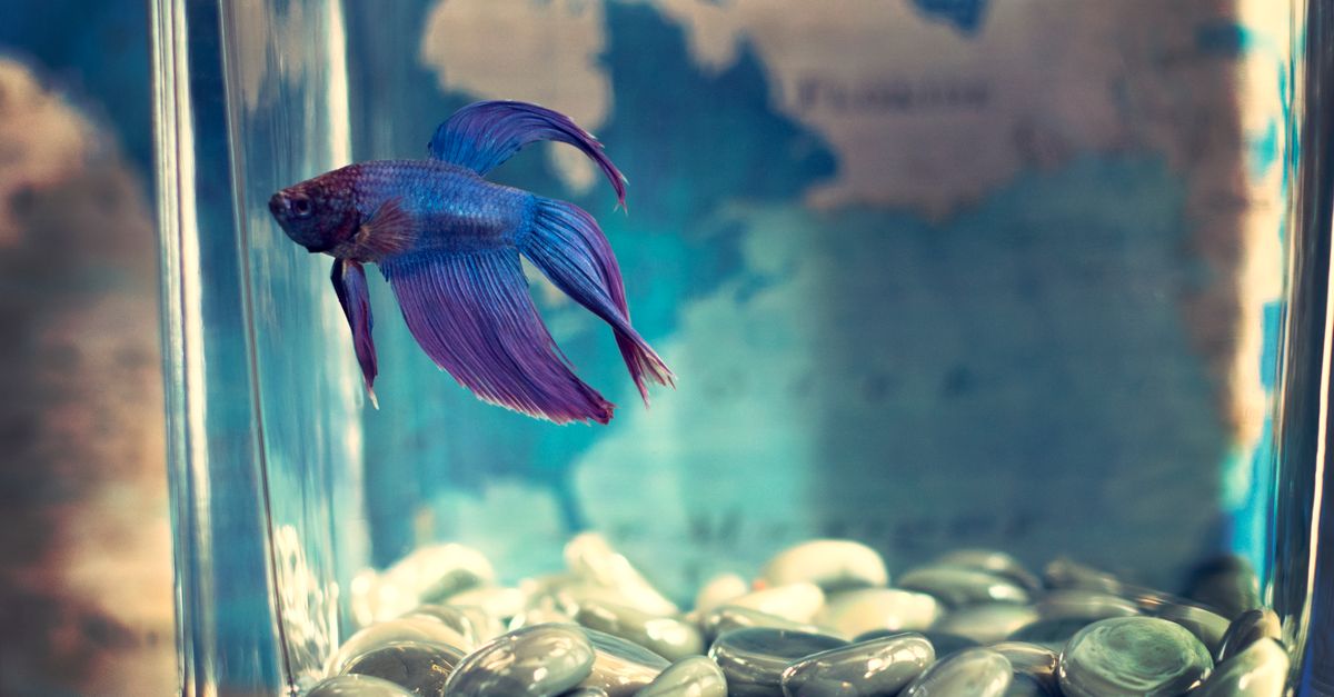 Vibrant blue and purple Betta fish swimming in a glass aquarium with decorative stones.
