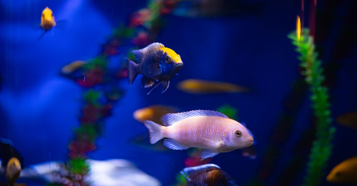 Colorful tropical fish swimming in an aquarium with vivid backgrounds