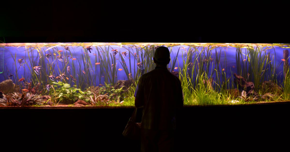 A person silhouetted against a vibrant, large aquarium display with various fish and aquatic plants.