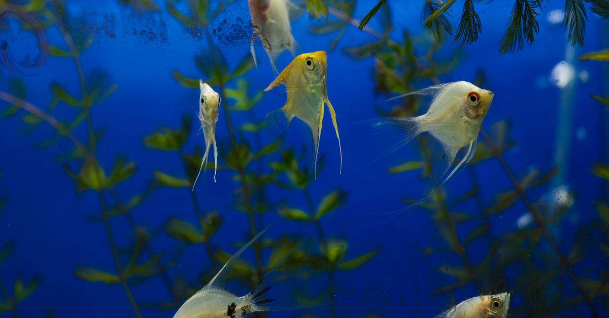 Close-up of colorful angelfish swimming in a vibrant freshwater aquarium.