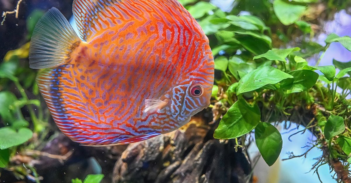 Close-up of a colorful discus fish swimming among lush green plants in a well-lit aquarium.